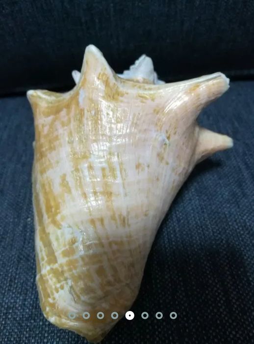 Морская ракушка.