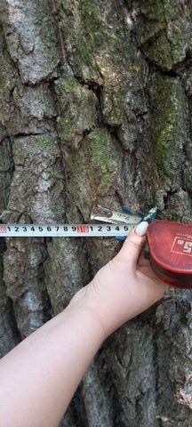 Продам дерево ясокори