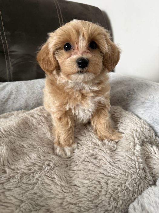 Maltipoo piesek gotowy do odbioru