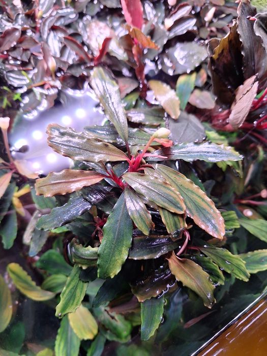 Bucephalandra sp. Deep Purple