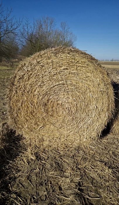 Słoma pszenna 60zł/balot