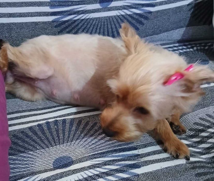 Yorkshire Terrier Golden