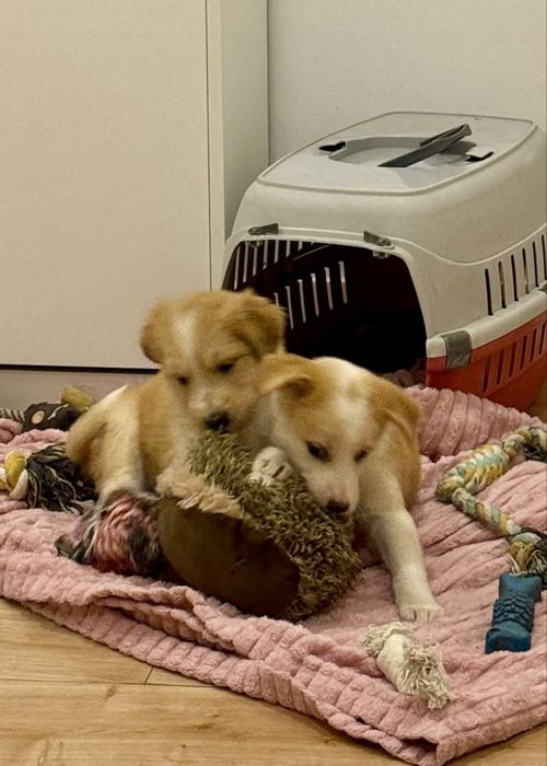 Cadelinhas bebés para adoção responsável