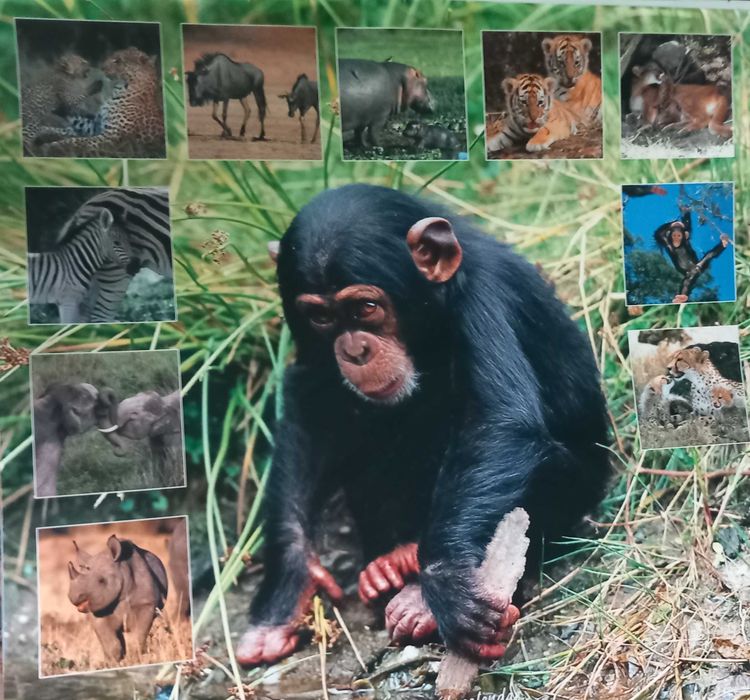 Calendários - africanos, celtas, gatos, buddha, animais, Hello Kitty