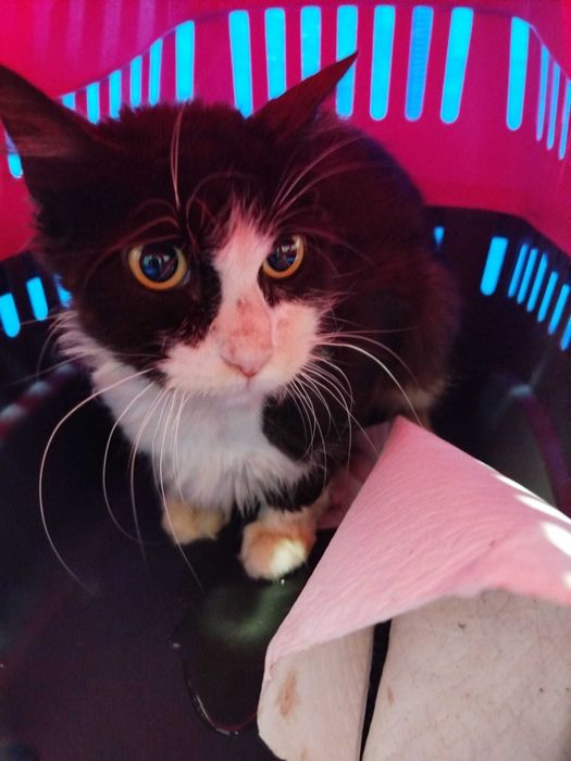 Gato para adoção responsável