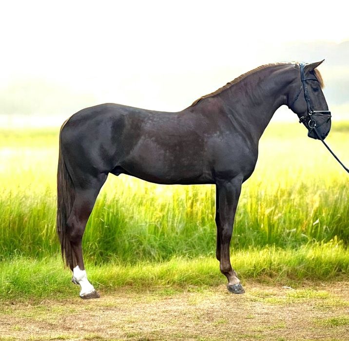 Cavalo     lusitano