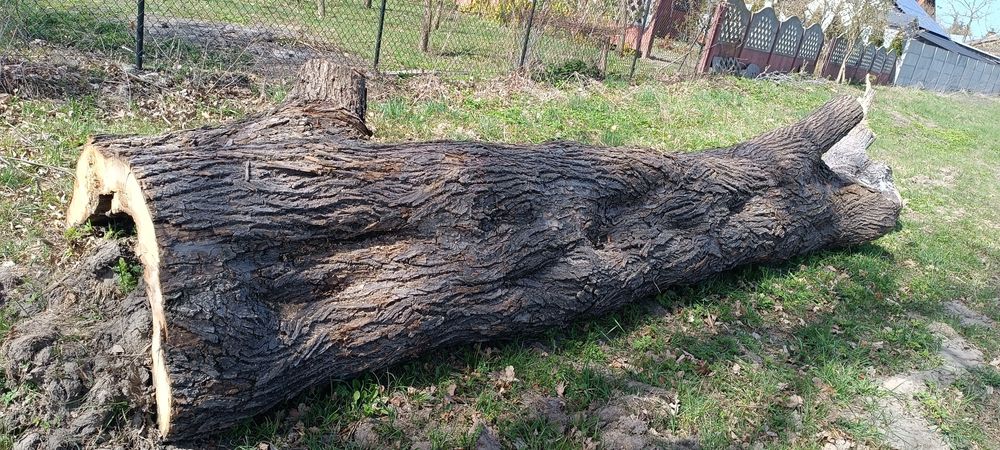 Lipa w kłodzie  $$$