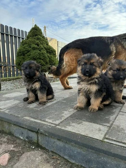 Szczenięta owczarka niemieckiego długowłosego