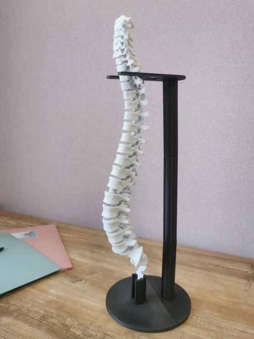Anatomiczny kręgosłup człowieka