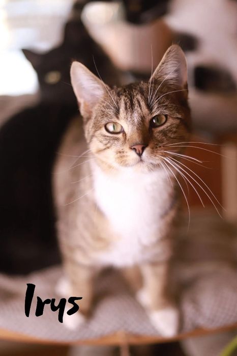 Chciałabym mieć swój dom, jestem spokojna i oddana