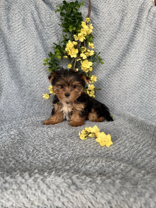 Estupendo mini mini Yorkshire Terrier de Qualidade