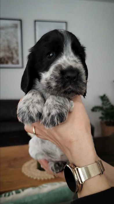 Cocker Spaniel Angielski
