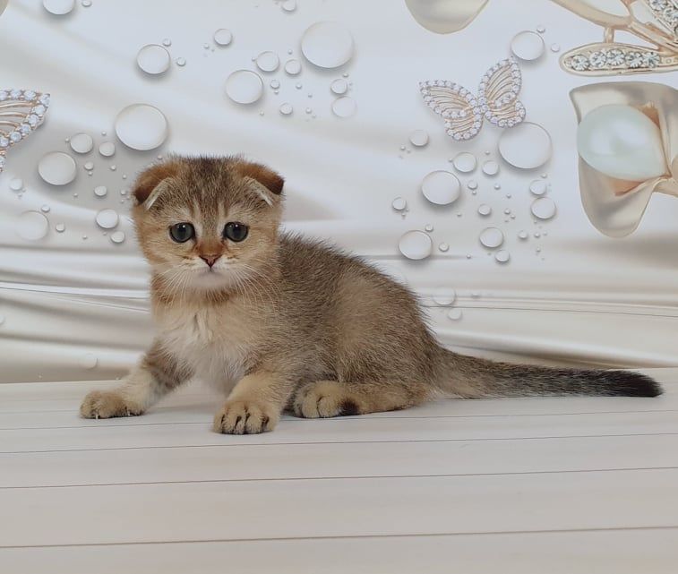 Знакомьтесь - мальчик Винстон!