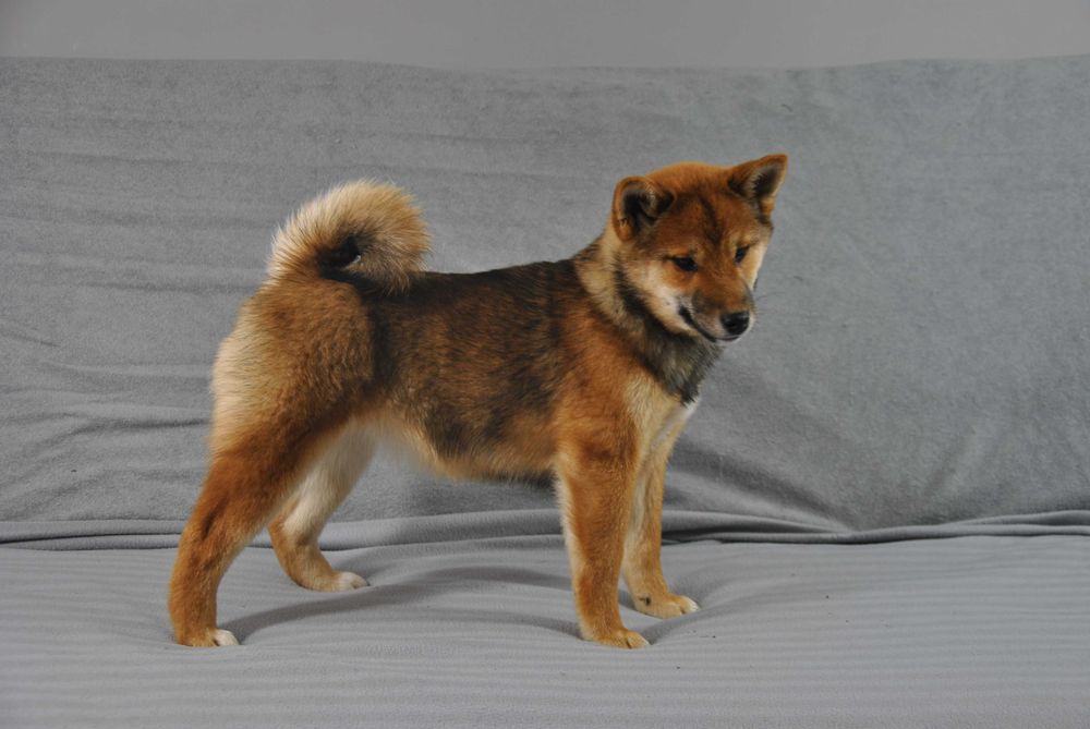 Shiba inu umaszczenie sezamowe