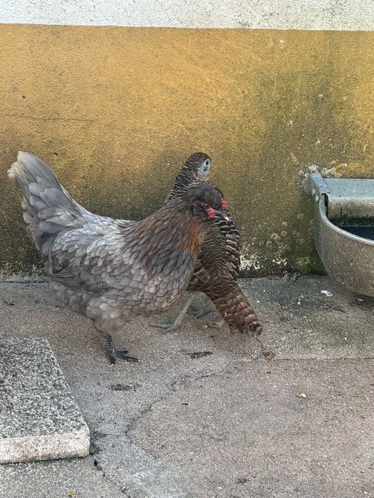 Vendo frangos diversos