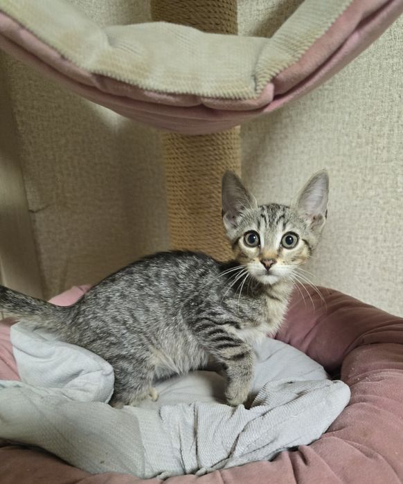 Кошенята Алтайська порода