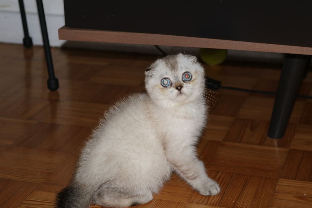 Gatinho scottish fold silver