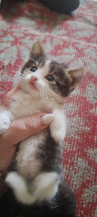 Віддам в добрі руки