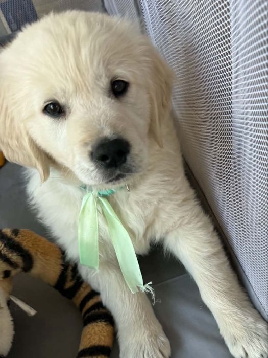 Golden retriever -piesek
