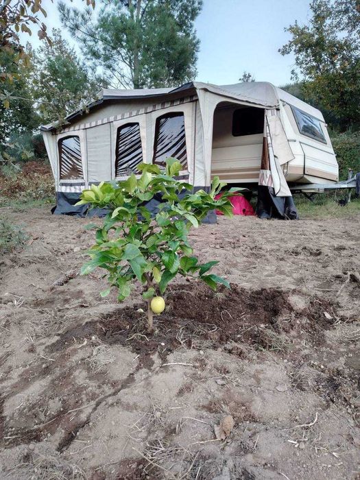 Caravana Dethleffs RD 08 1990