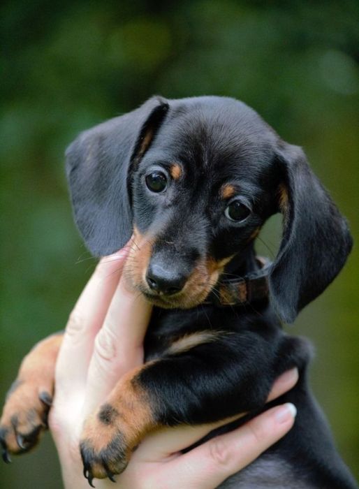 Цуценя — це джерело радості та позитиву!