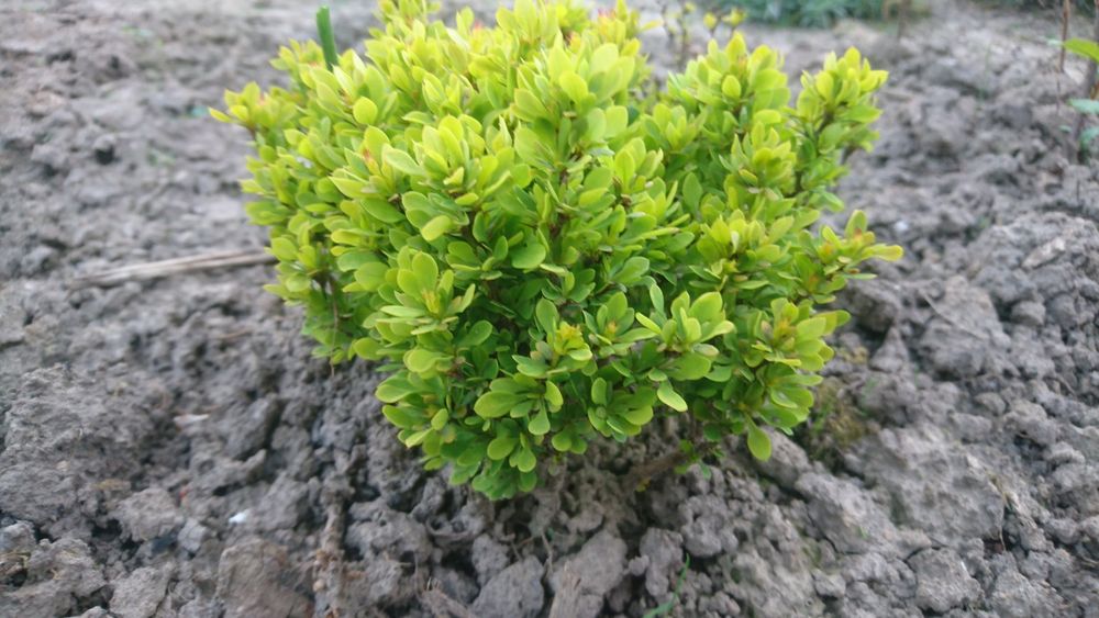 Барбарис карликовий, жимолость шапочна