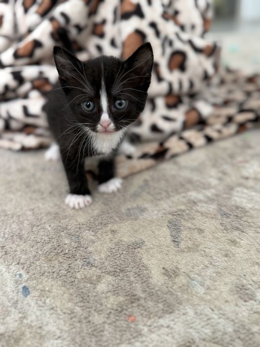 Отдам котят в хорошие руки