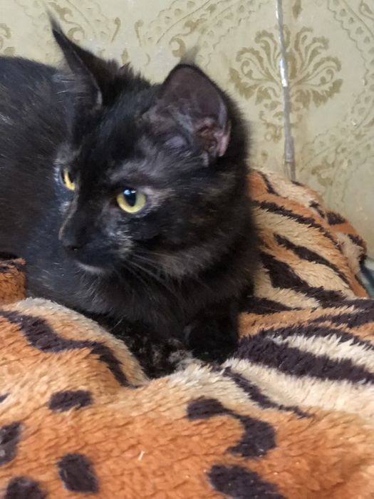 Красивая миниатюрная  кошечка 2 года