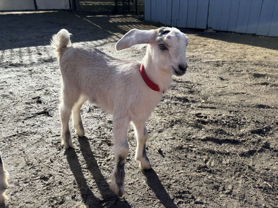 Козинята 50%нубійці хлопчик та дівчинка