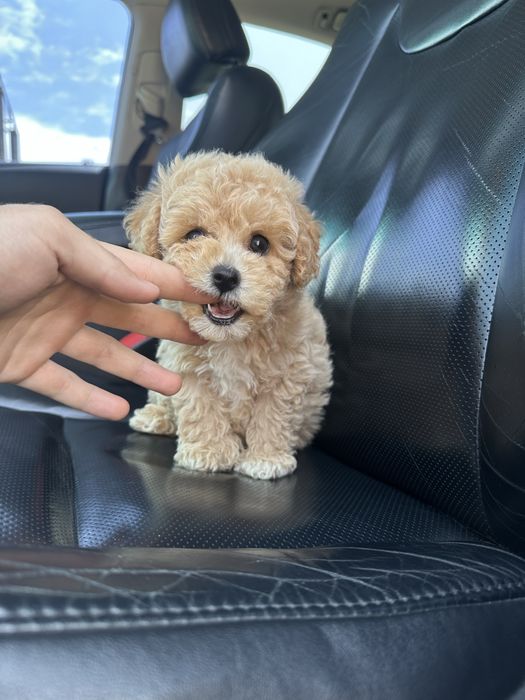 Меленька дівчинка мальтипу