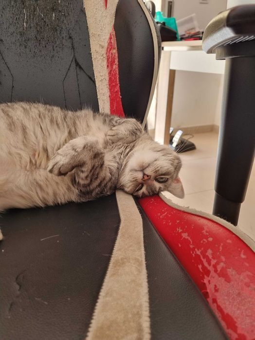 Gatinha para adopção responsável