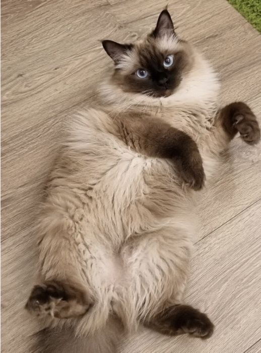 Балинез балинезийские котята