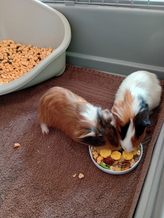 Świnki morskie rozetki młode