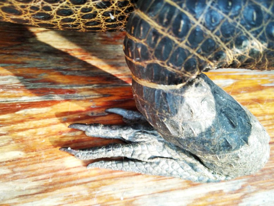 Крокодил опудало