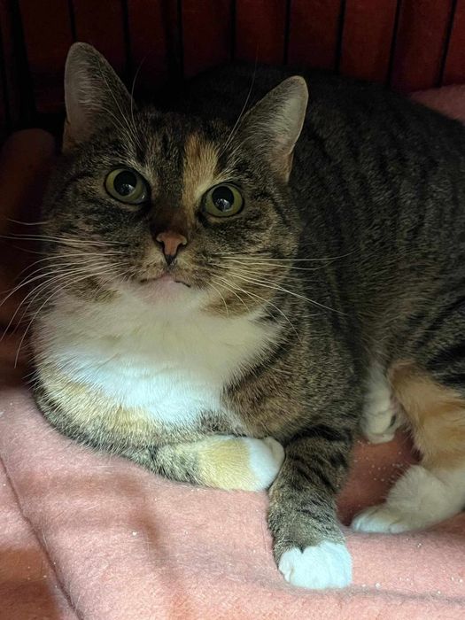 Bella - kotka do adopcji.