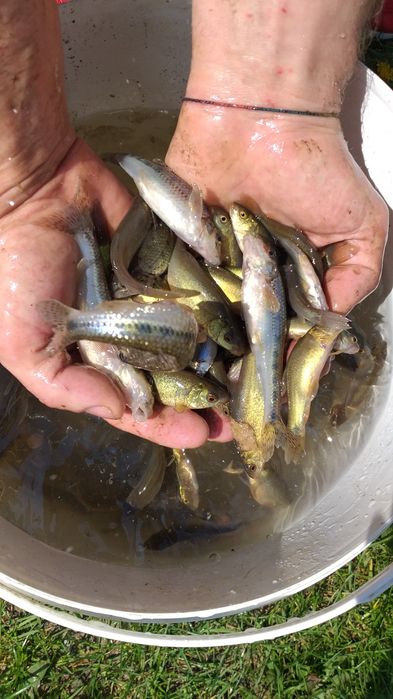 Karasie liny kielbie