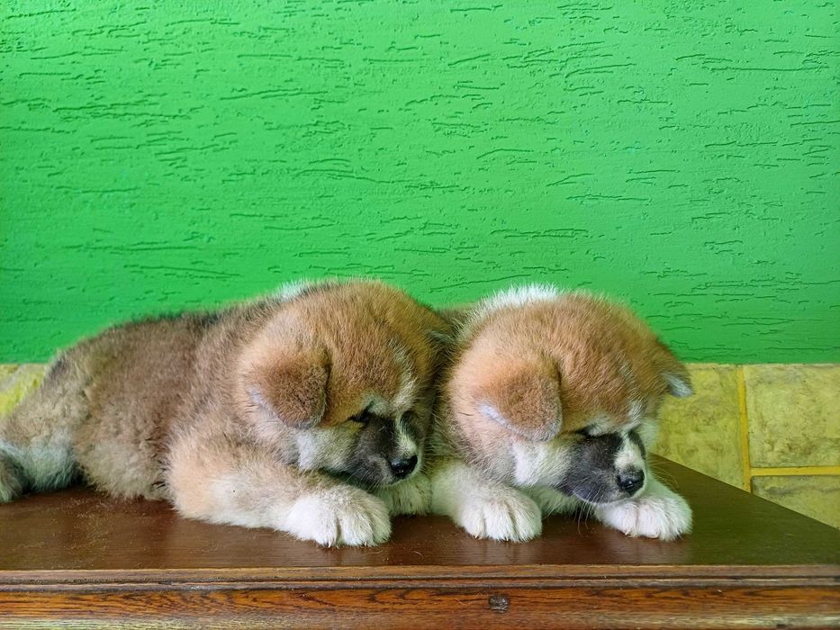 Akita Inu Japońska Szczeniaki
