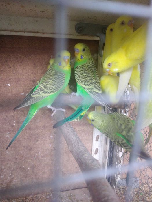Periquitos Australianos