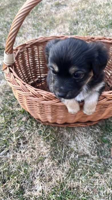 Piękna suczka Luna