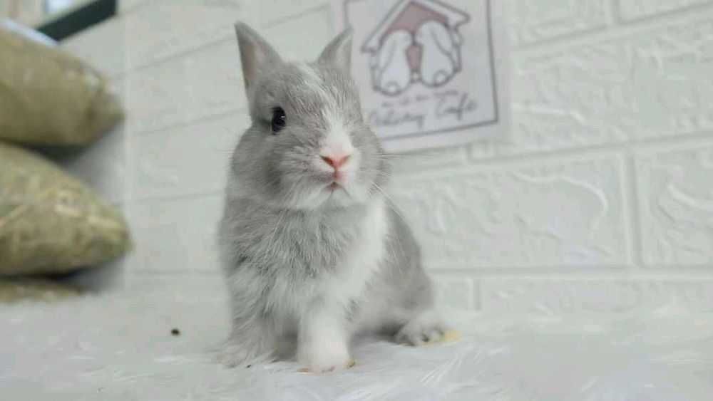 KIT Coelhos anões super meigos