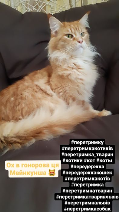 Перетримка котиків