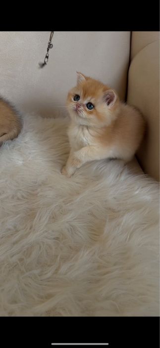 Золоті британські шиншили кошенята хлопчик та дівчинка