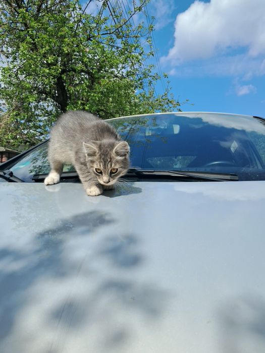 Кошенята шукають дім