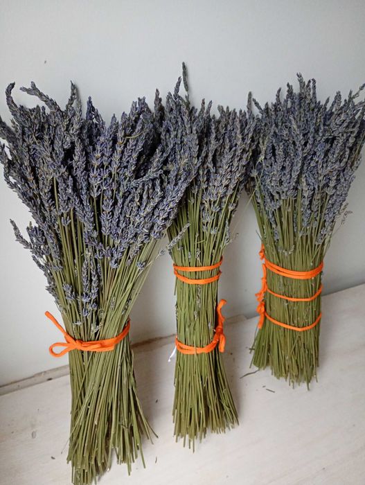 Ramo de lavanda natural 500 pés