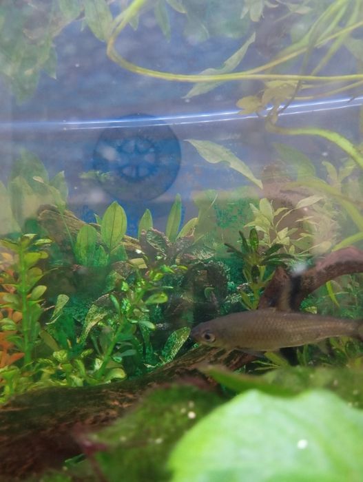 Peixe tubarão prateado