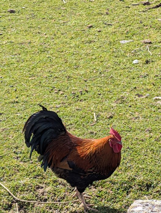 Venda de  galos caipiras