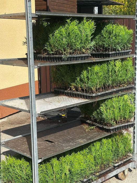 Продам саджанці туї
«Смарагд»  10 гр опт від 1000 шт