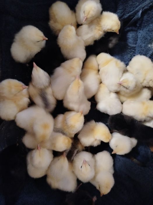 Продам курчат підрощених