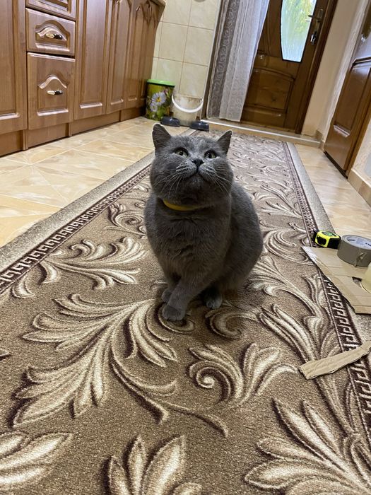 Шотландські кошенята