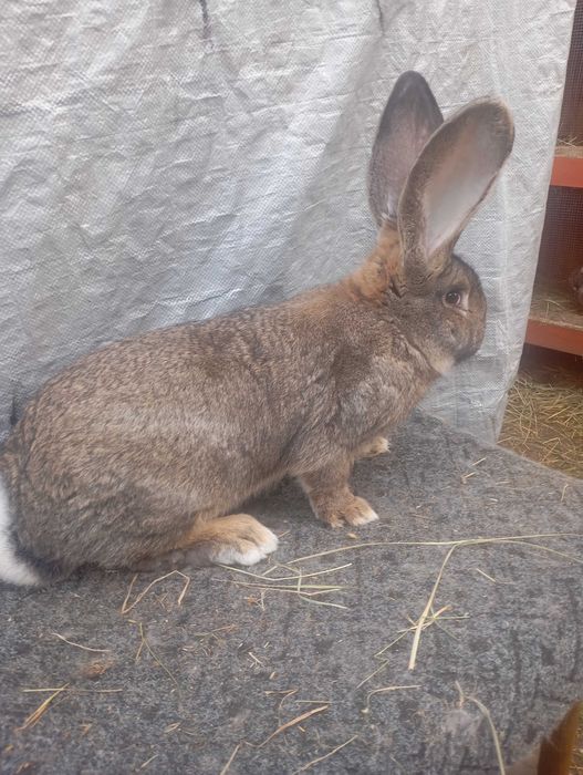 Sprzedam samca olbrzyma belgijskiego szarego